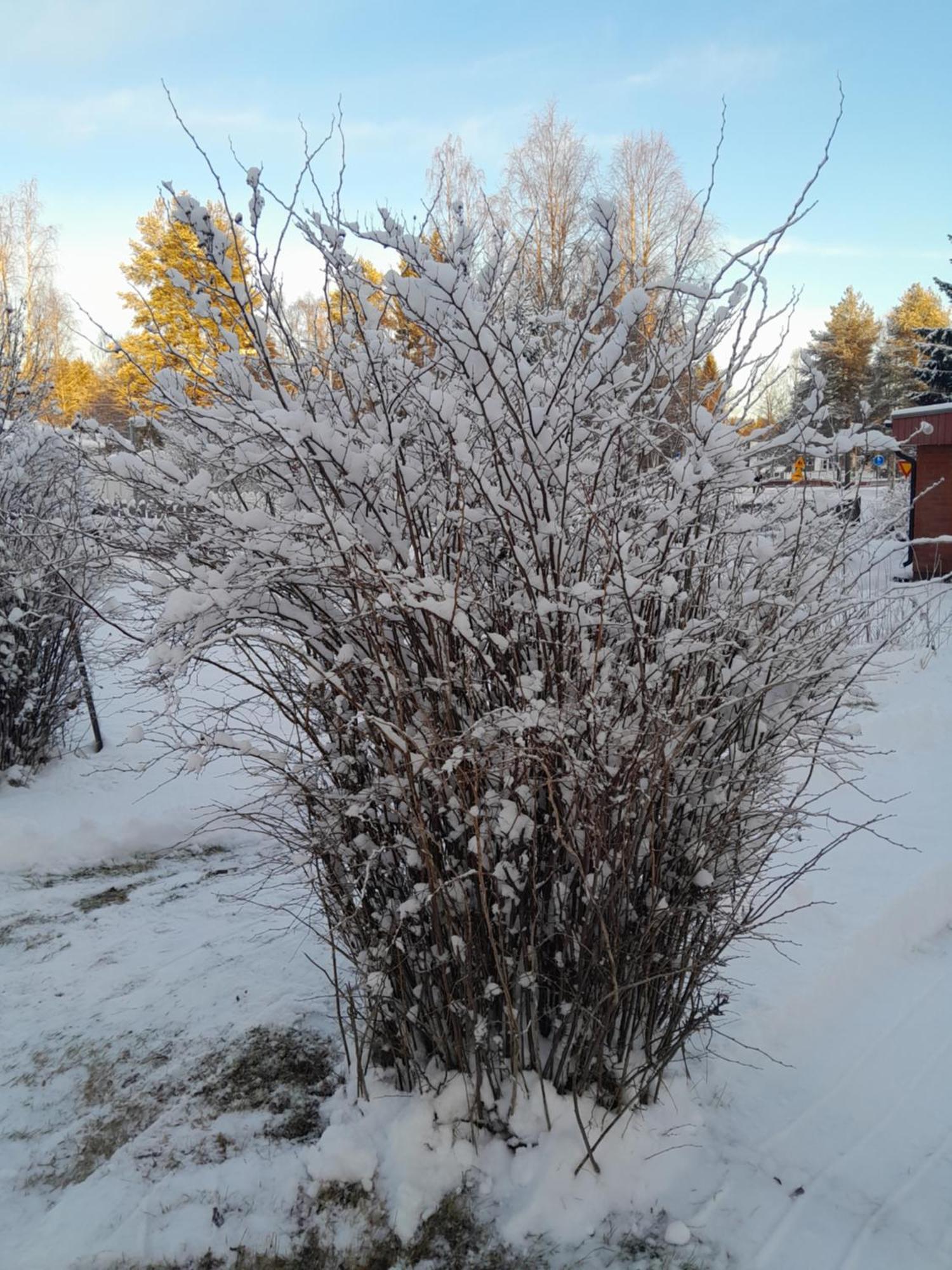 Traditional House Rovaniemi Exterior foto